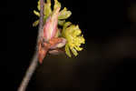 Southern spicebush <BR>Pondberry